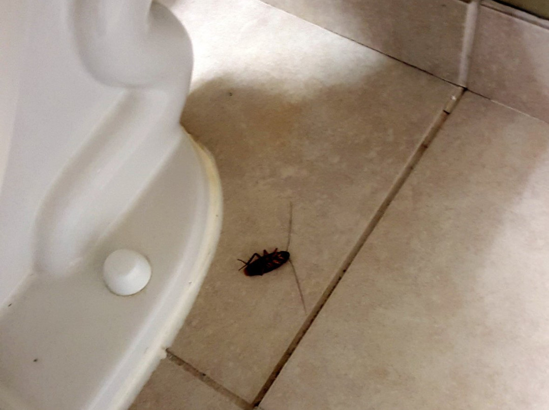 Quality Suites Sherman主图