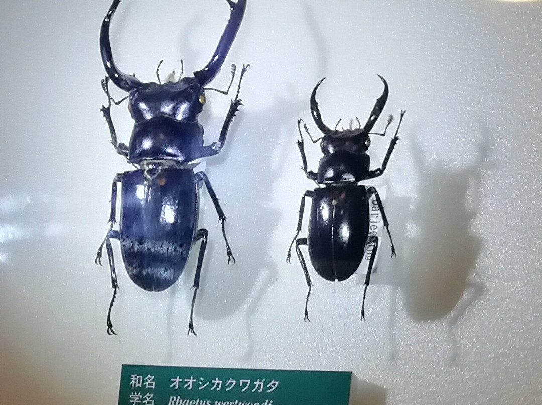 Suwa Kuwagata Insect Museum景点图片