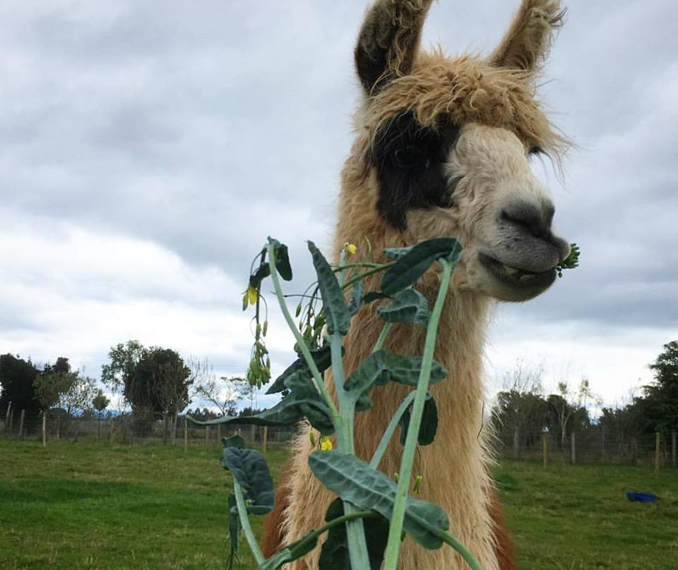 Rio Bueno旅游景点-Granja Educativa Buena Vista