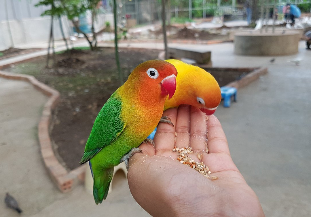 Palembang Bird Park景点图片