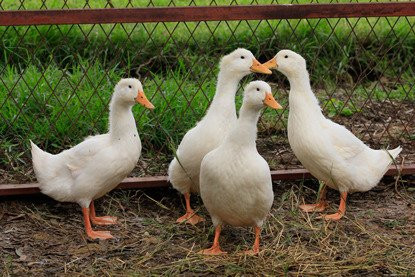 Herbicos Lavender Farm-Thirlmere必去景点