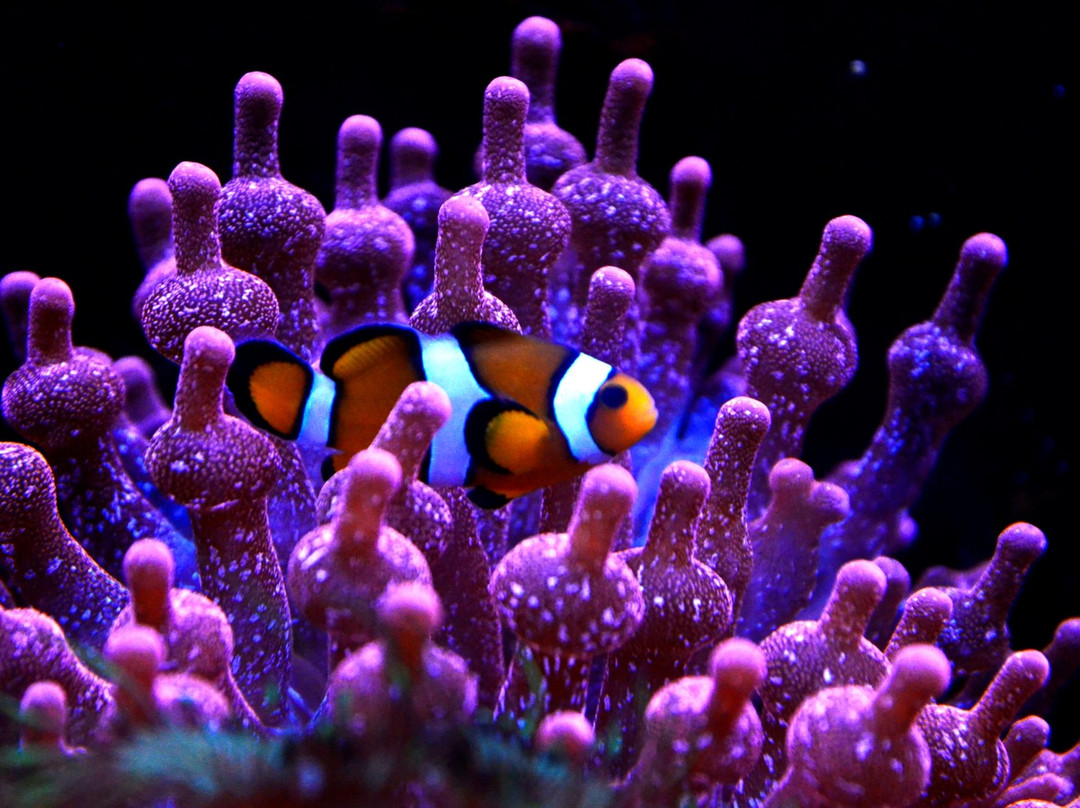 Aquarium de Lyon景点图片