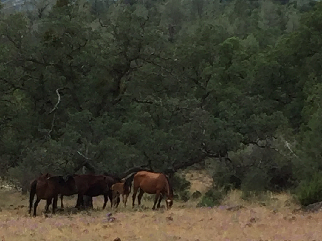 Wild Horse Sanctuary景点图片
