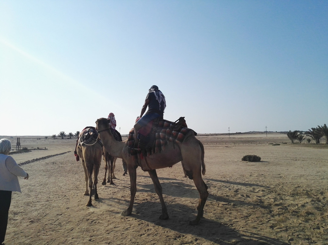 Swakopmund Camel Farm-斯瓦科普蒙德必去景点