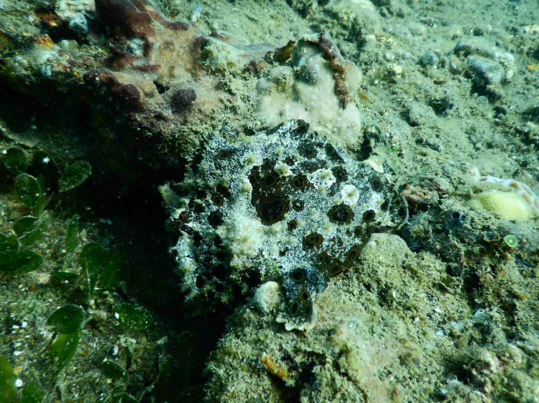 Coral Dive & Adventure-岛印必去景点