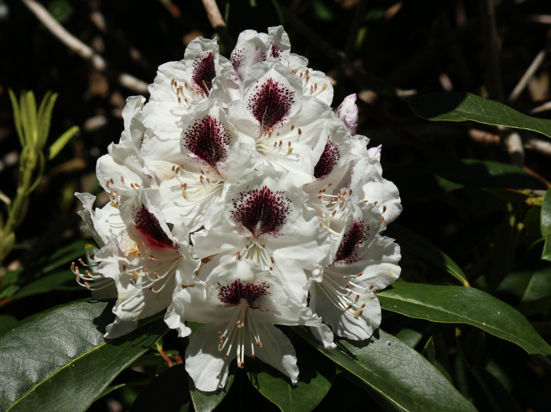 The Glades,  457 172 St, Surrey, Bc V3s 9p8-素里必去景点