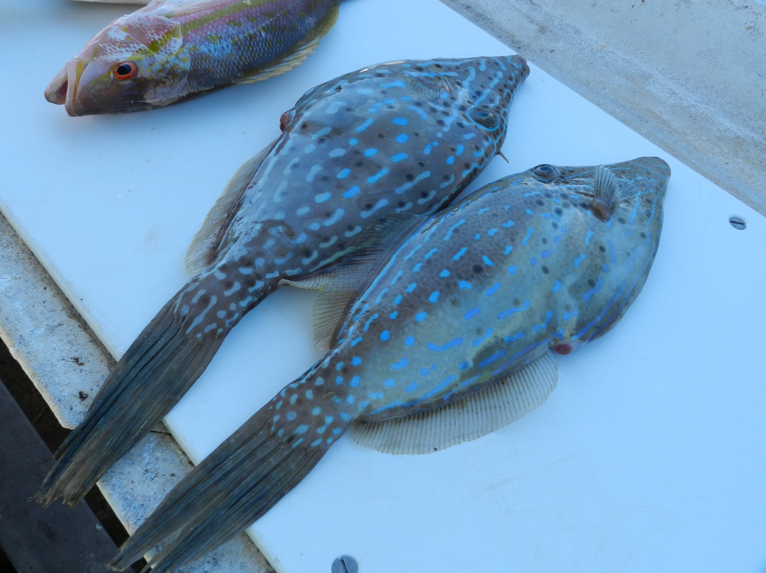 Something Catchy Charters-Long Key必去景点