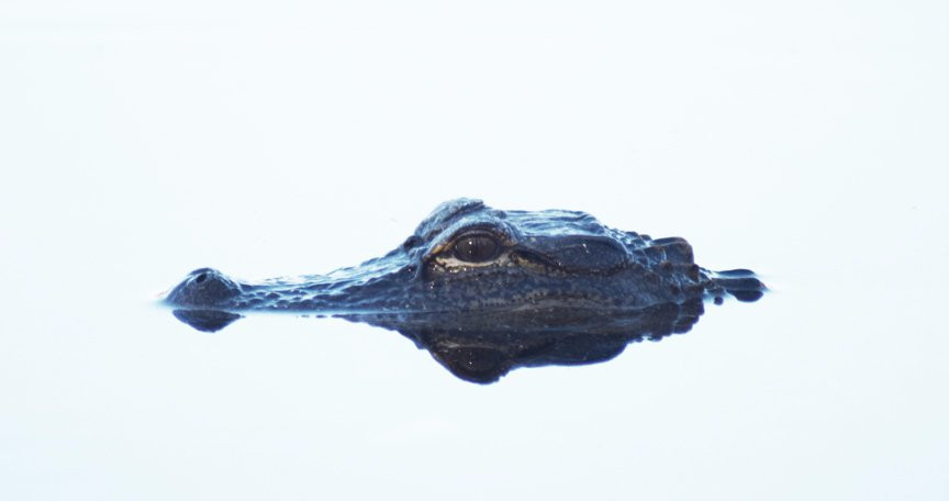Apalachicola National Forest景点图片