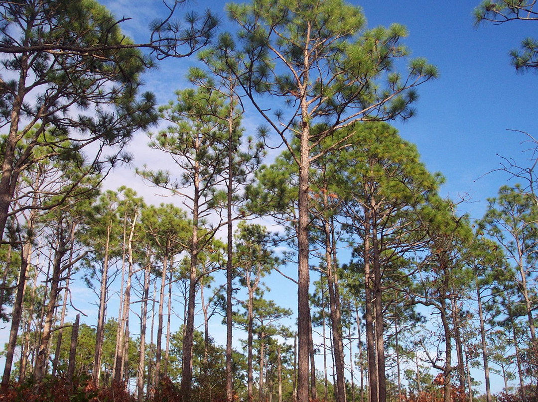 Patsy Pond Nature Trail景点图片
