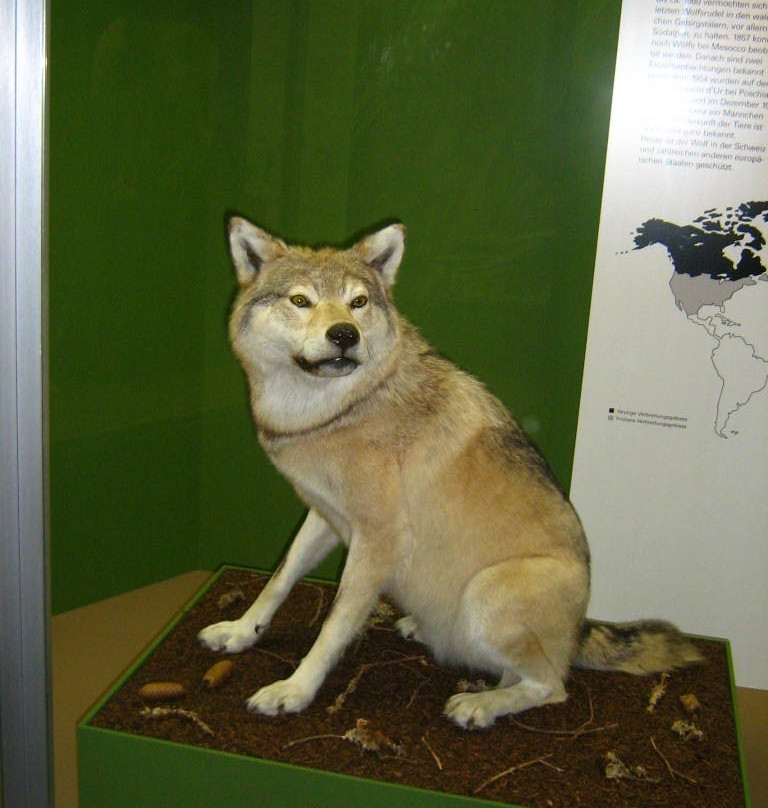Bündner Naturmuseum-库尔必去景点