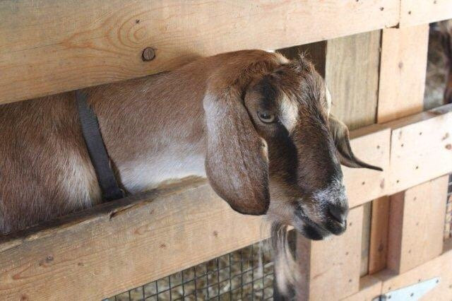 Mass Audubon Drumlin Farm Wildlife Sanctuary-Lincoln必去景点