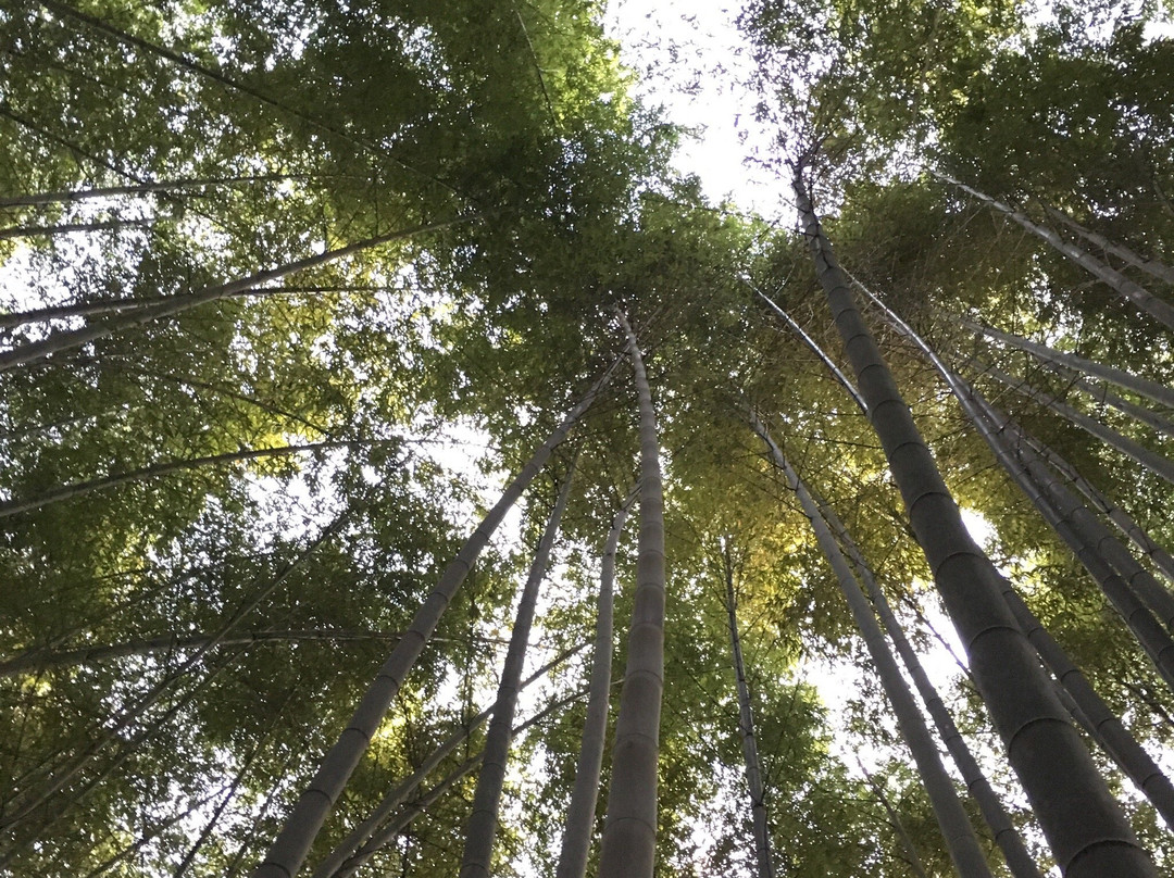 梅州雁南飞茶田度假村-梅县必去景点