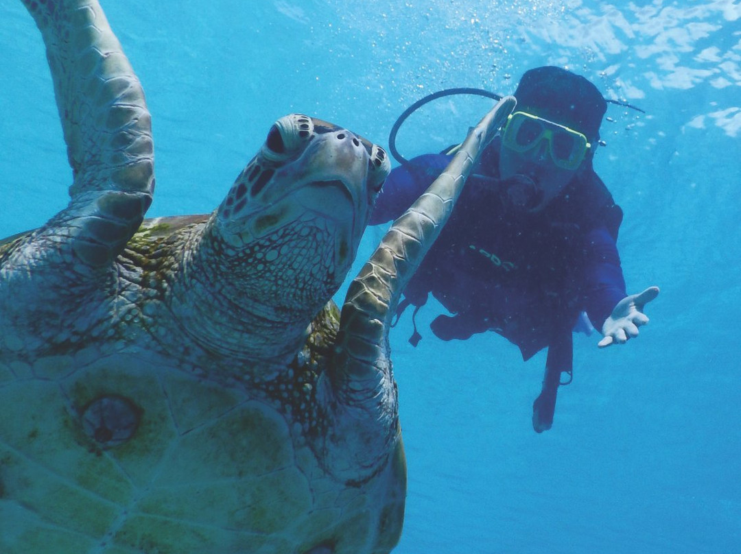 Sipadan Mabul Lodge and Tours-仙本那必去景点