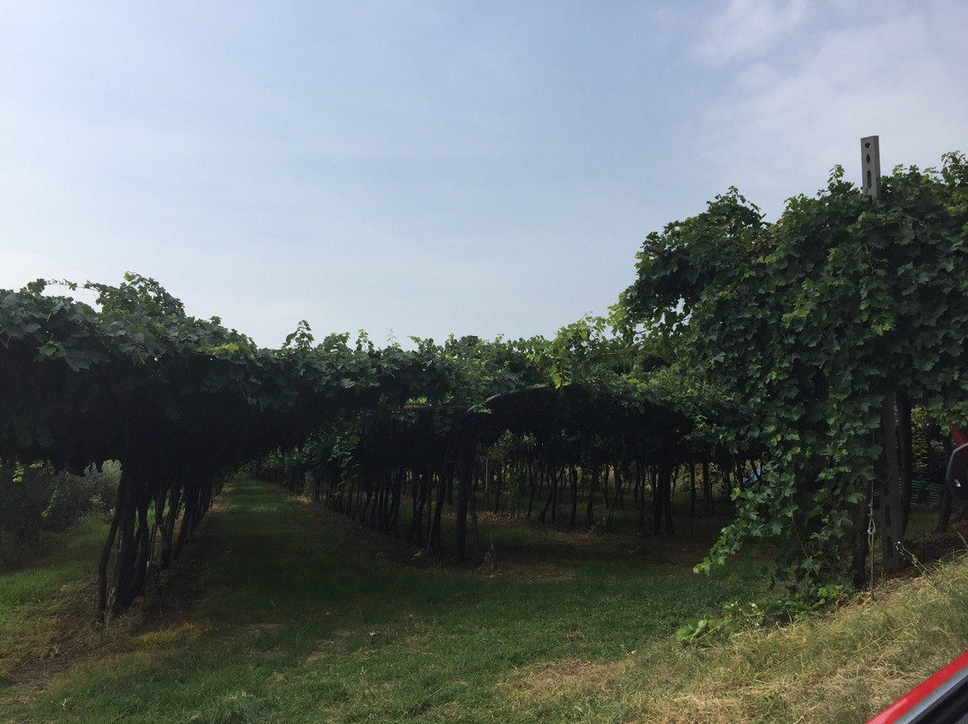 Azienda Agricola Dindo-Fumane必去景点