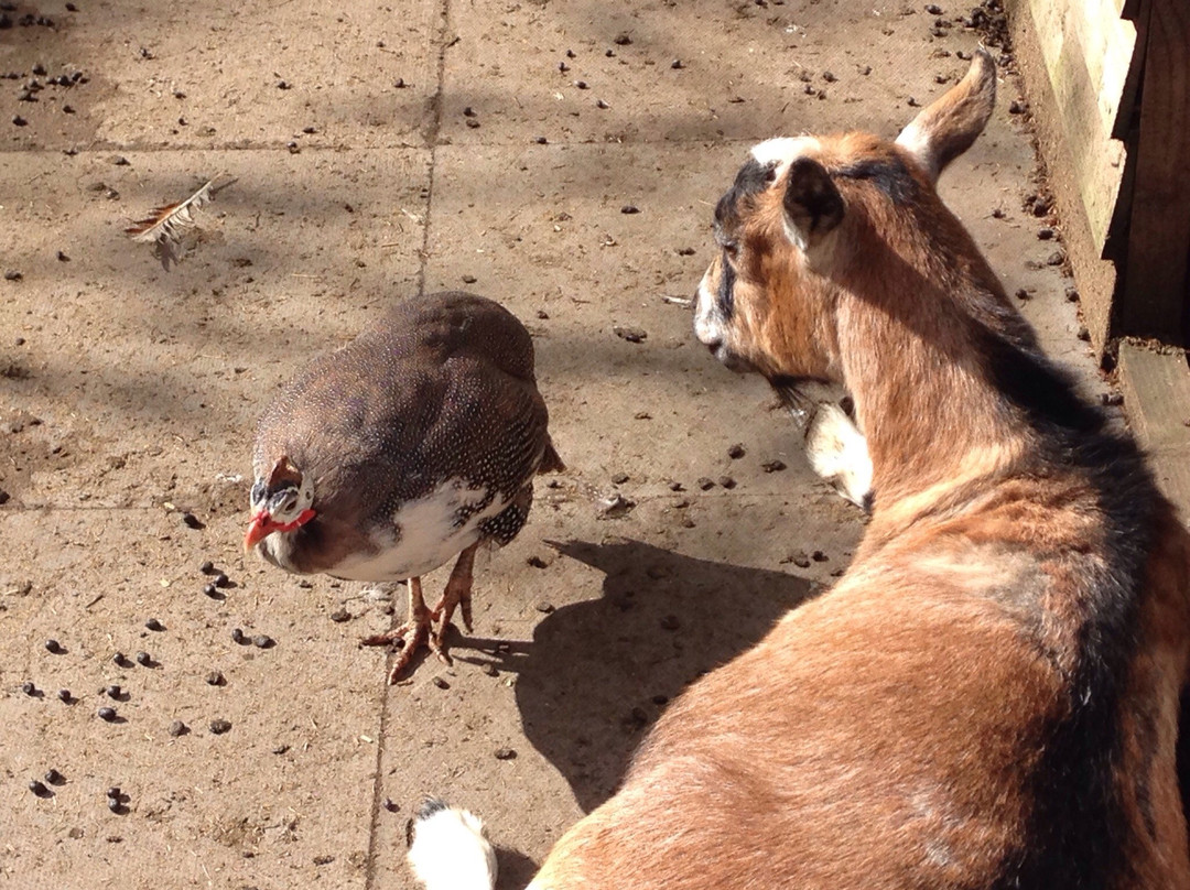 British Wildlife Rescue Centre景点图片