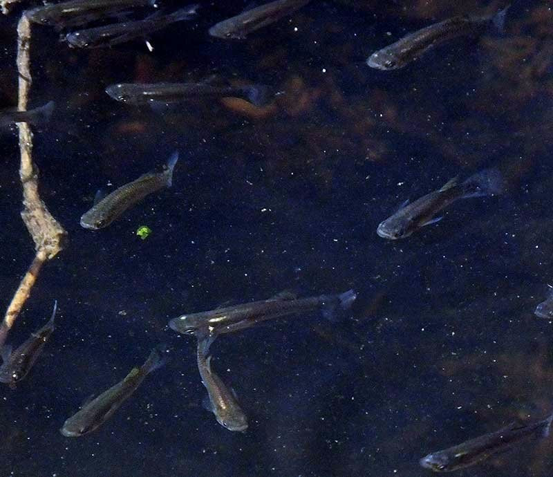 Juanacatlan Falls-Juanacatlan必去景点