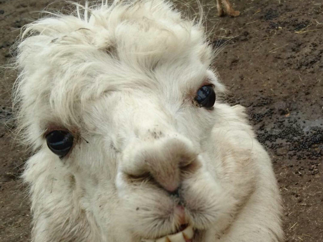 Nasu Alpaca Farm-那须町必去景点