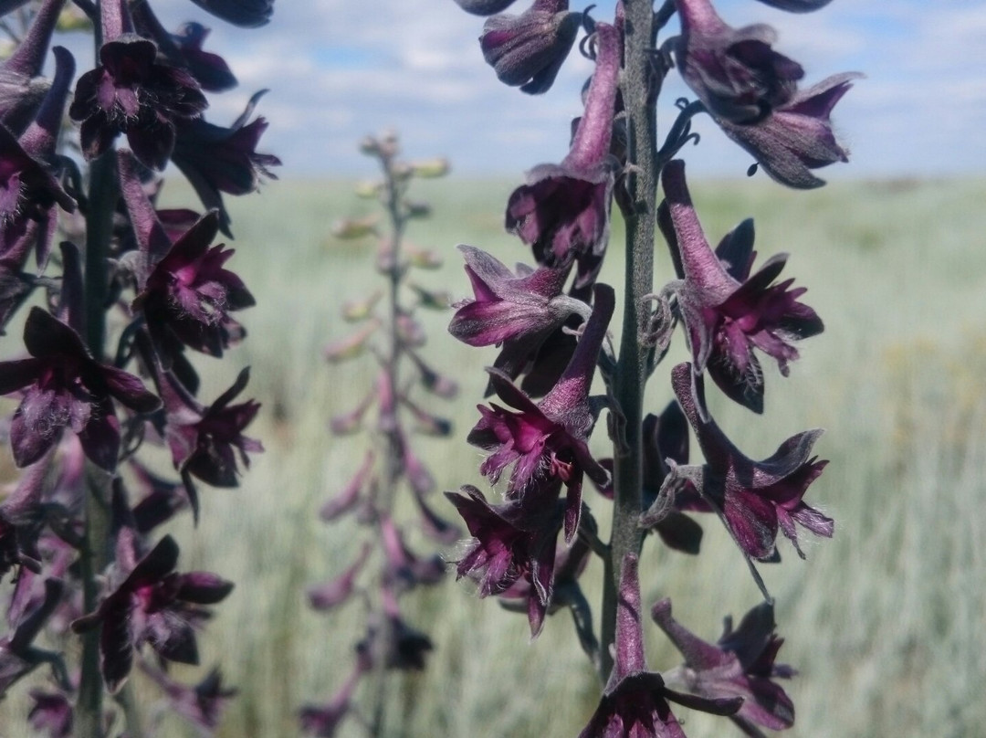 Mountain Ulagan-Elton必去景点