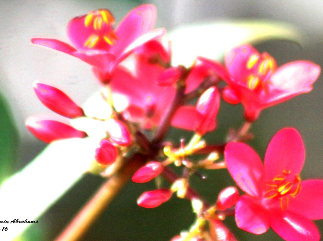 Crandon Park-比斯坎湾必去景点