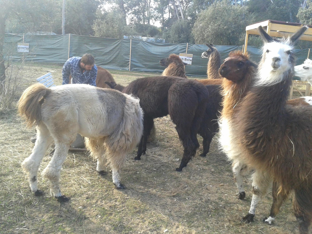 Six-Fours-les-Plages旅游景点-Var Lamas