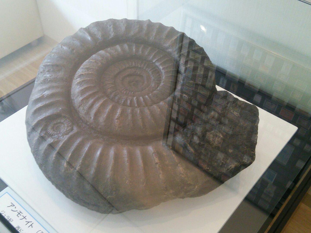 Manazuru Shell Museum-真鹤町必去景点