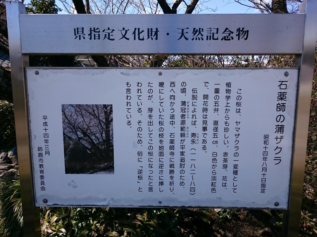 Ishi Yakushi Kaba Zakura Cherry Blossom-铃鹿市必去景点