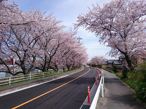 Row of Cherry Trees in Nabeta Riverbank-木曾岬町必去景点
