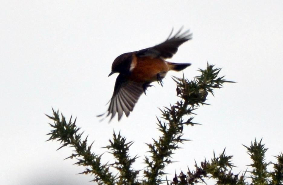 Sandwich Bay Bird Observatory-桑威治必去景点