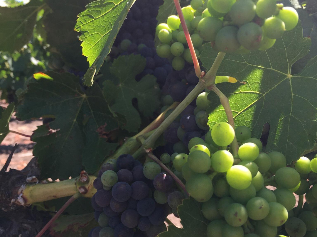 Napa Valley Winery Bike Tour景点图片