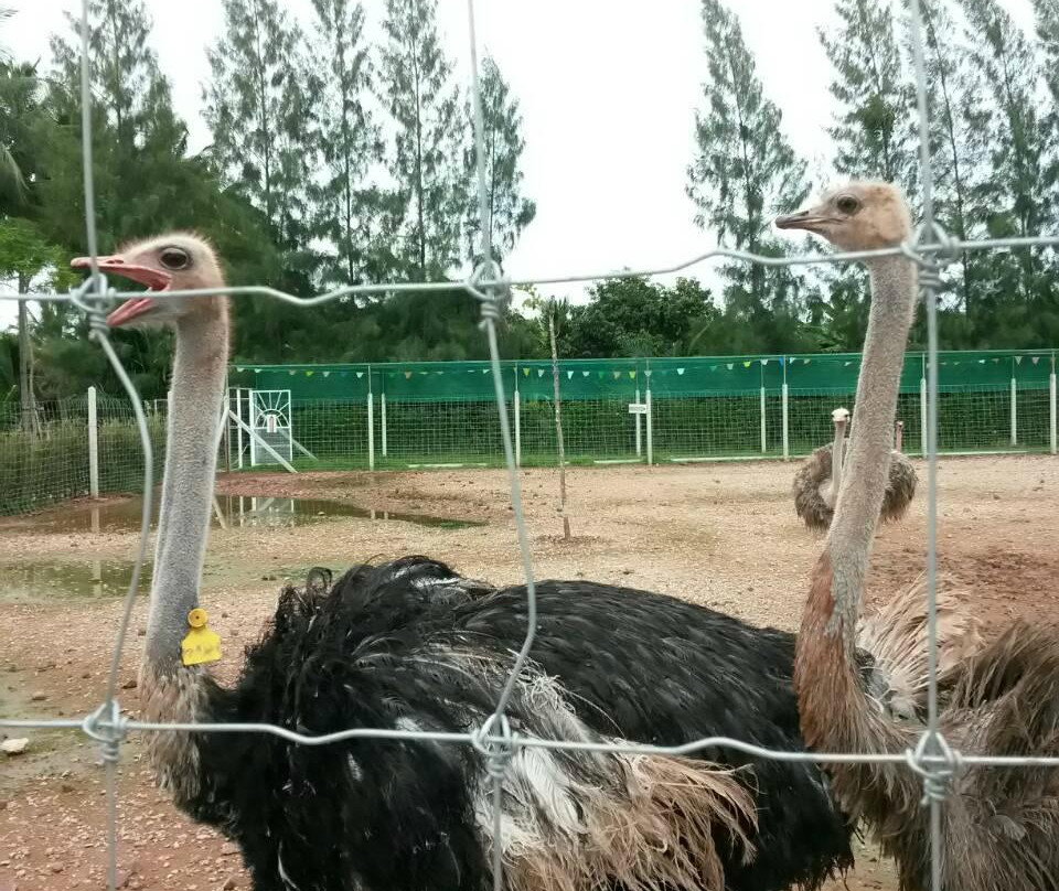 Malai Ostrich Farm景点图片