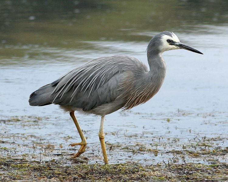 Katikati Bird Walk - Uretara Estuary & Yeoman Walkway景点图片