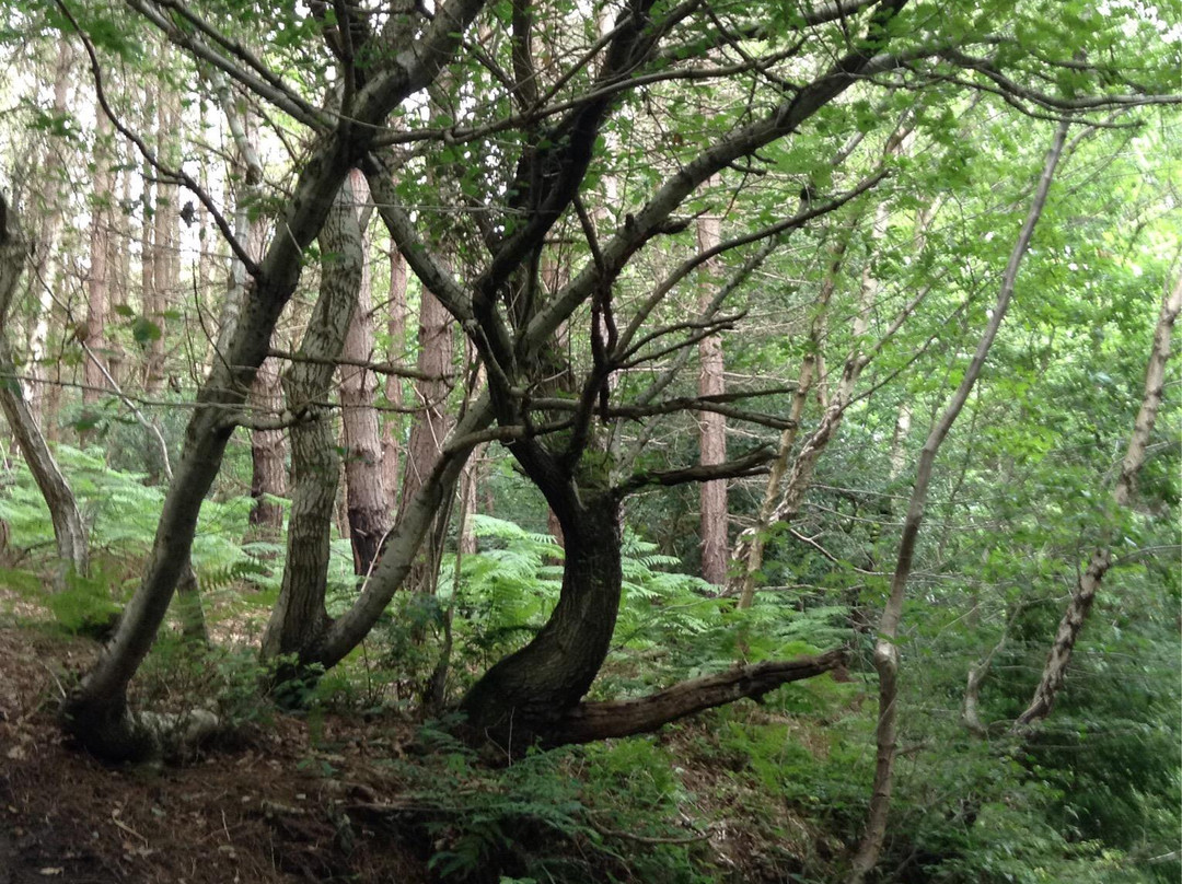 Chopwell Woodland Park-Rowlands Gill必去景点