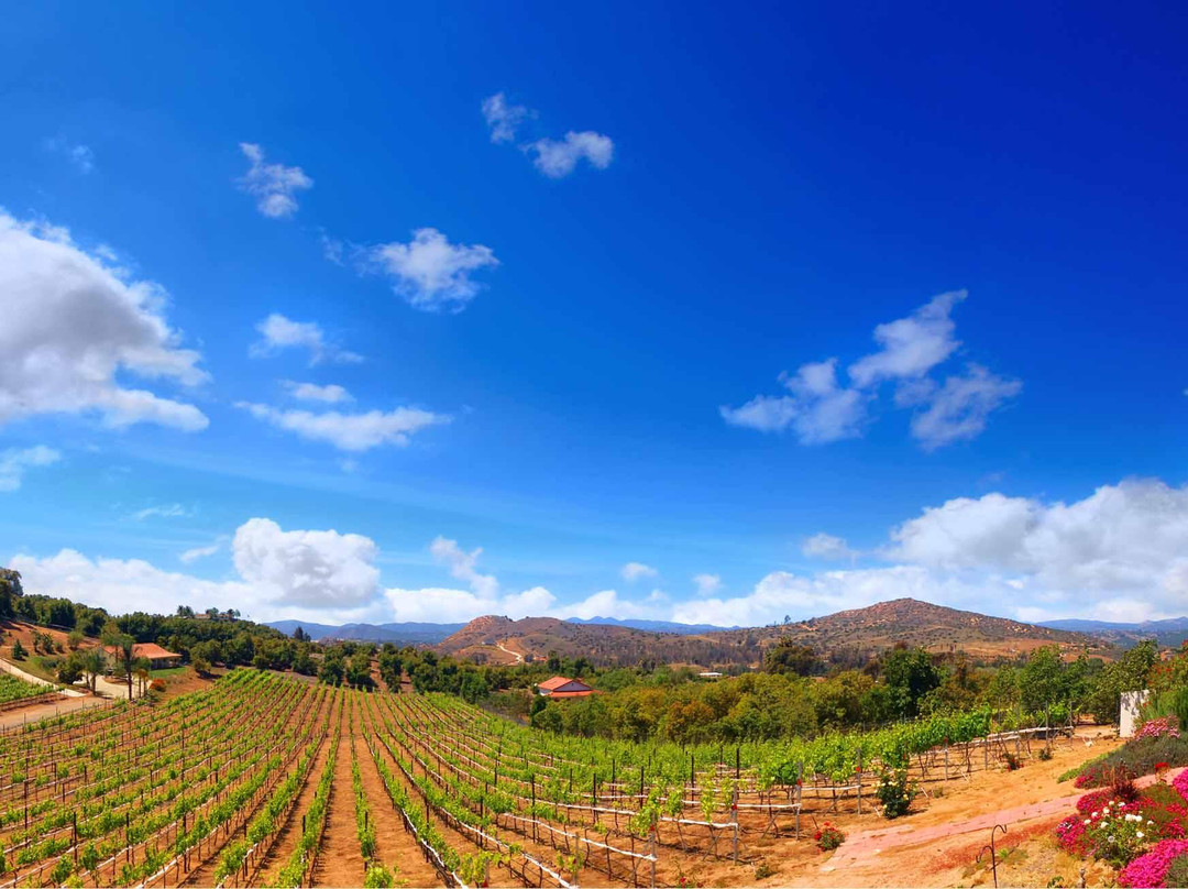 Altipiano Vineyard and Winery景点图片