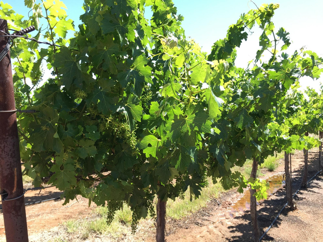 Coronado Vineyards-Willcox必去景点