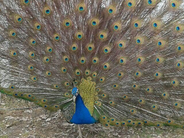 The Spicy Lamb Farm-Peninsula必去景点