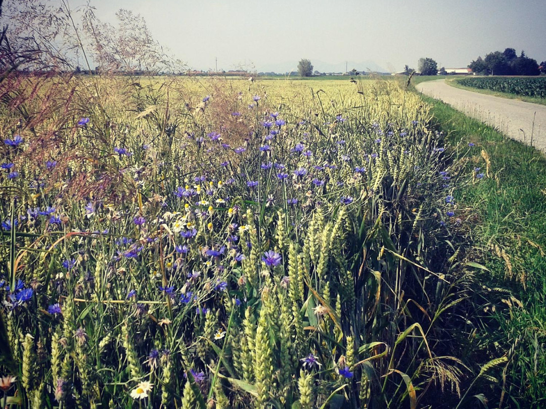 Villafranca Piemonte酒店住宿-B&B I 99 Ulivi