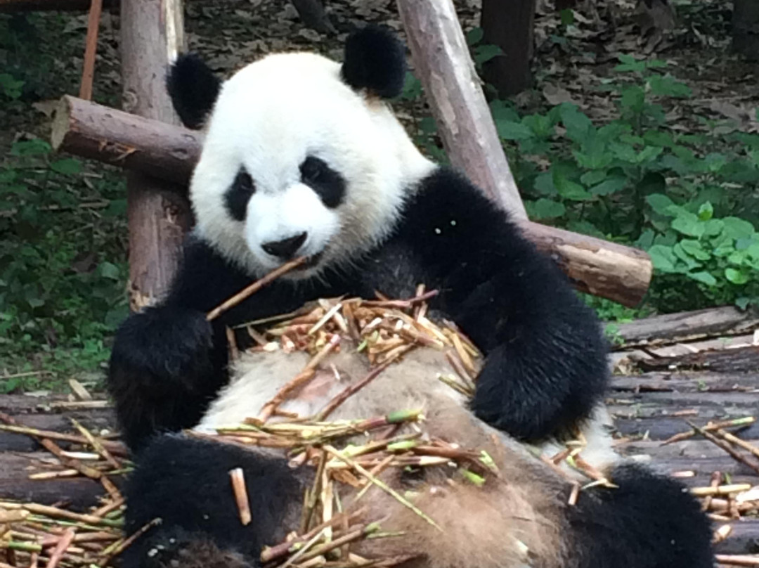 China Highlights-成都必去景点