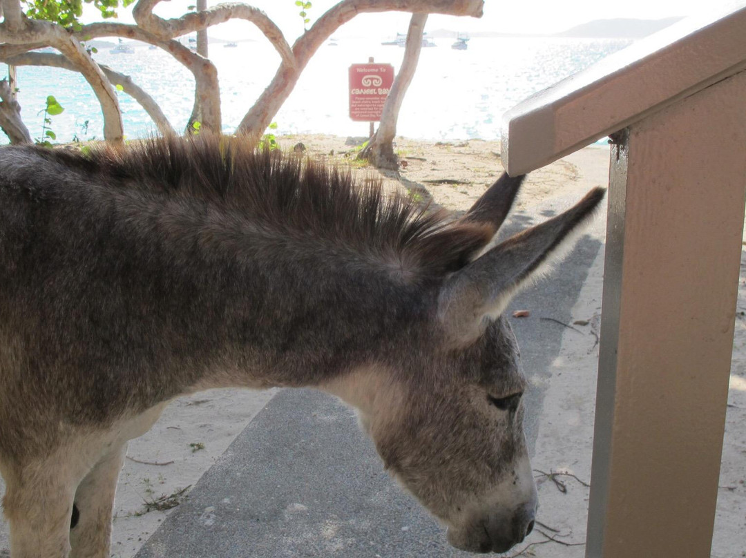 Scott Bay Beach-Caneel Bay必去景点