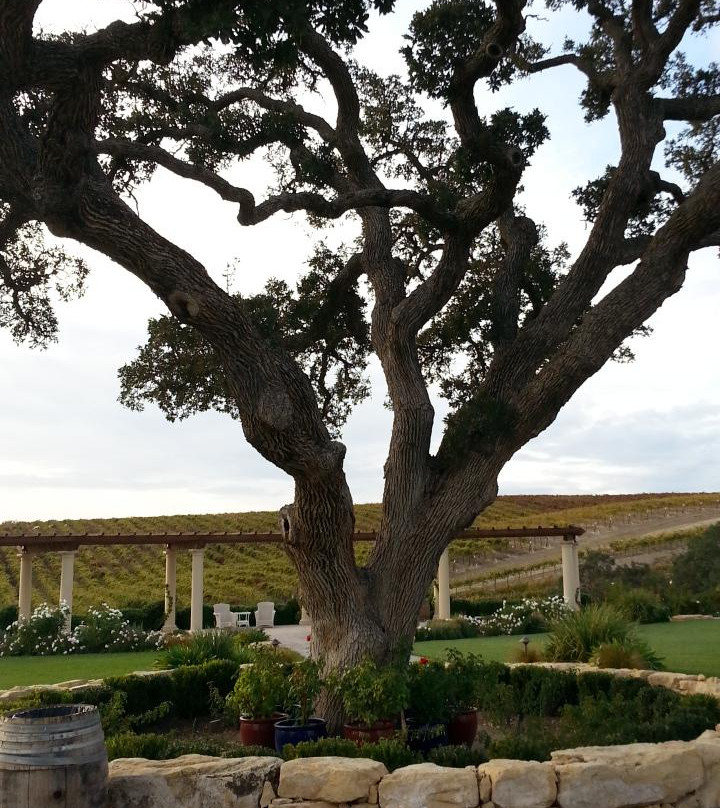 Villa San Juliette Winery景点图片