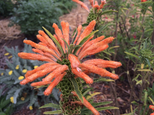 Obsidian Wine Tours-圣海伦娜必去景点