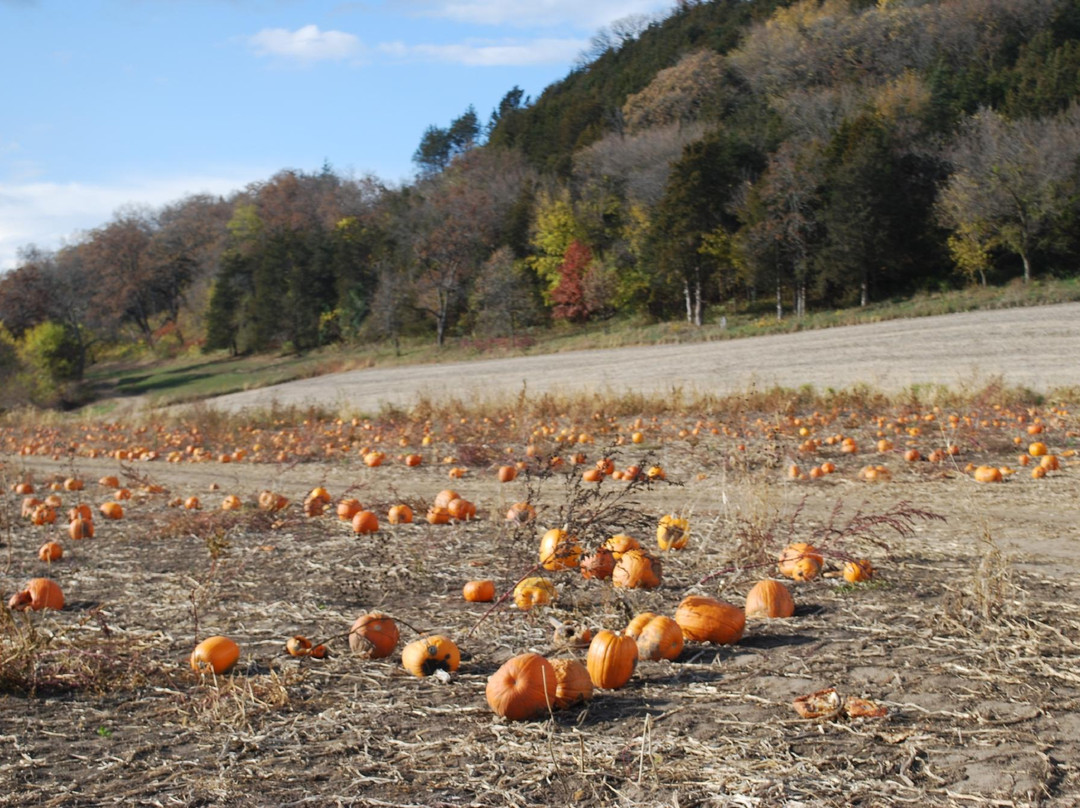 Treinen Farm Corn Maze and Pumpkin Patch-Lodi必去景点