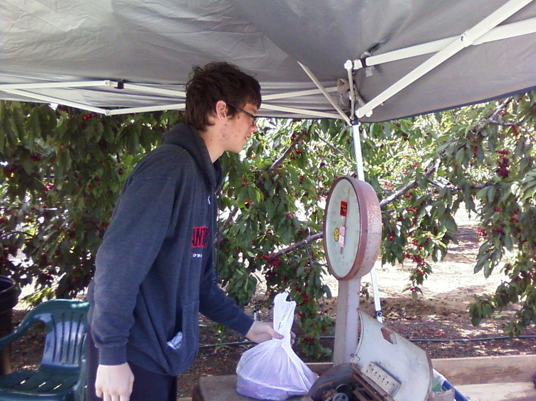 Laird’s Cherries-Brentwood必去景点