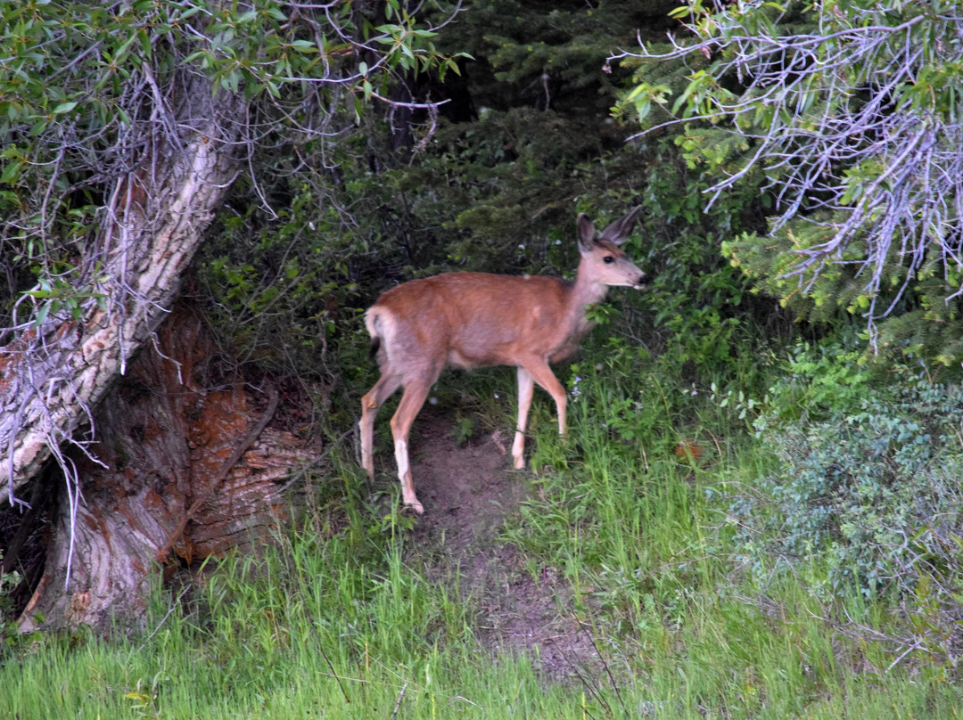 National Park Float Trips-穆斯必去景点