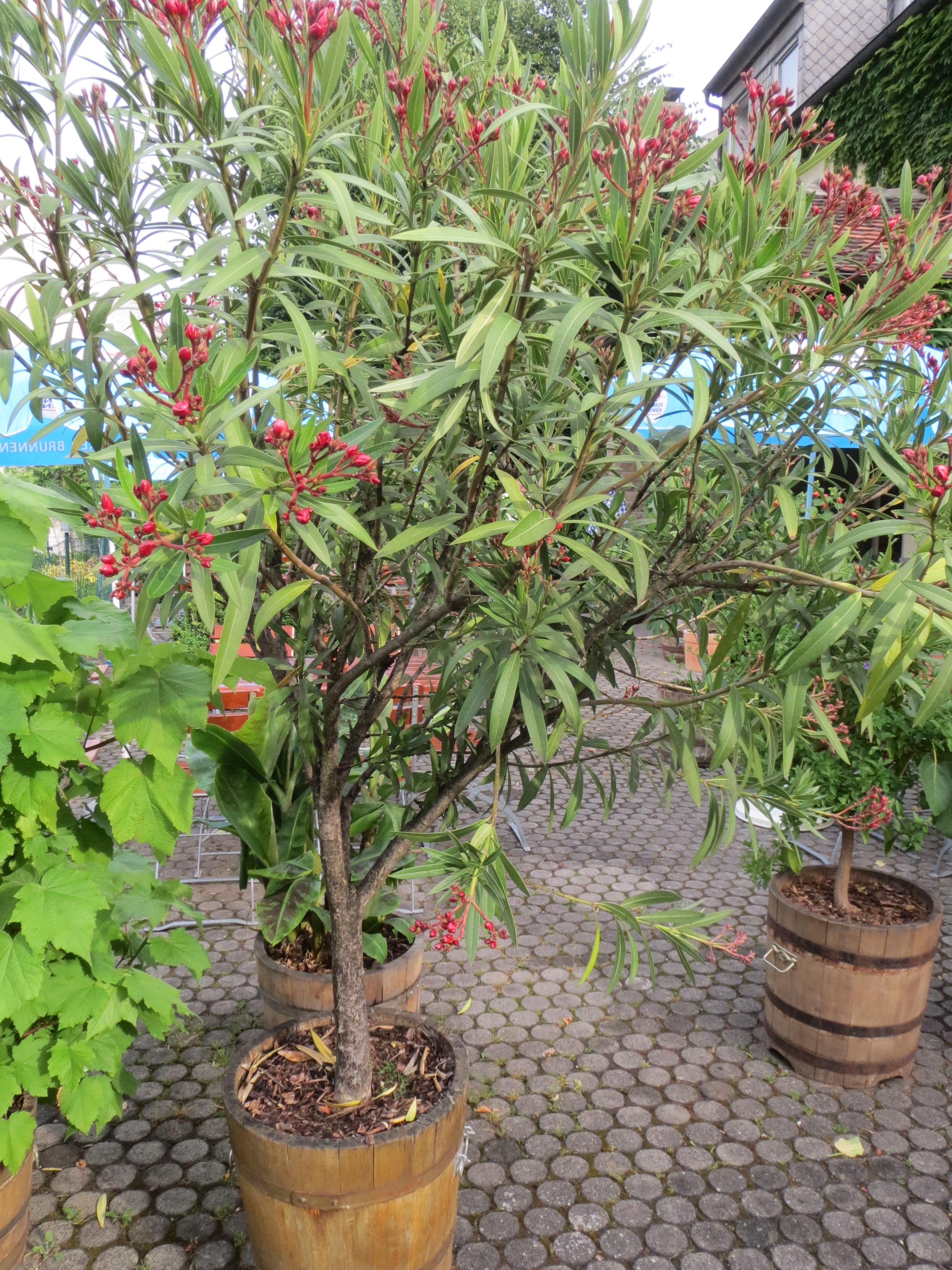 Landgasthof Wellmann-酒店景观