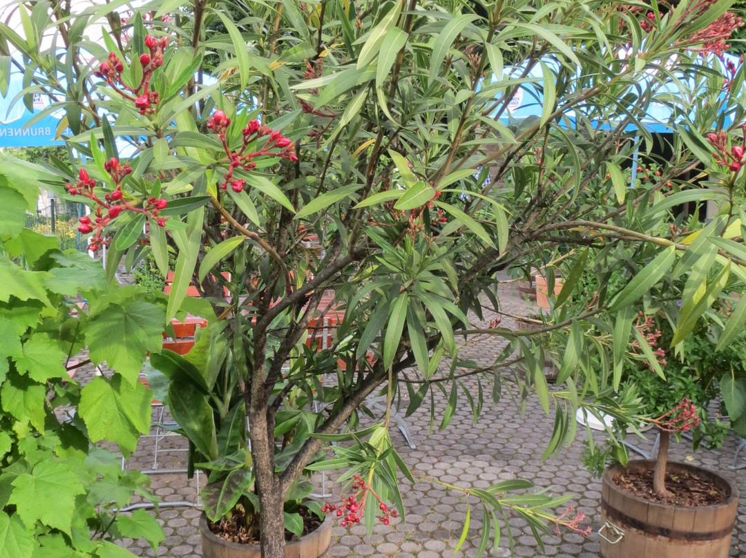 Landgasthof Wellmann主图