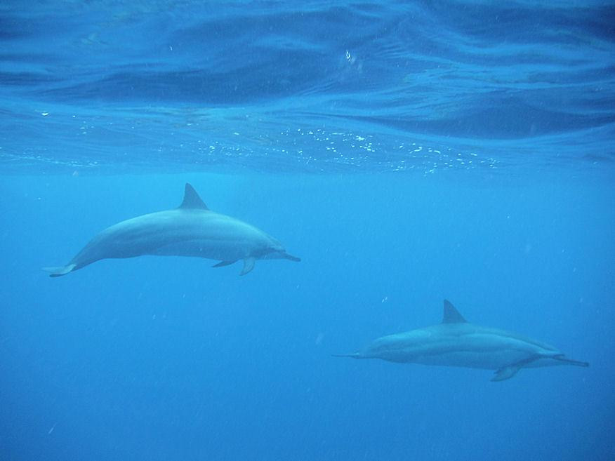 My Kona Adventures-基亚拉凯库亚必去景点