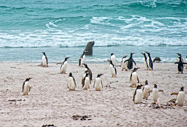 East Falkland旅游攻略图片