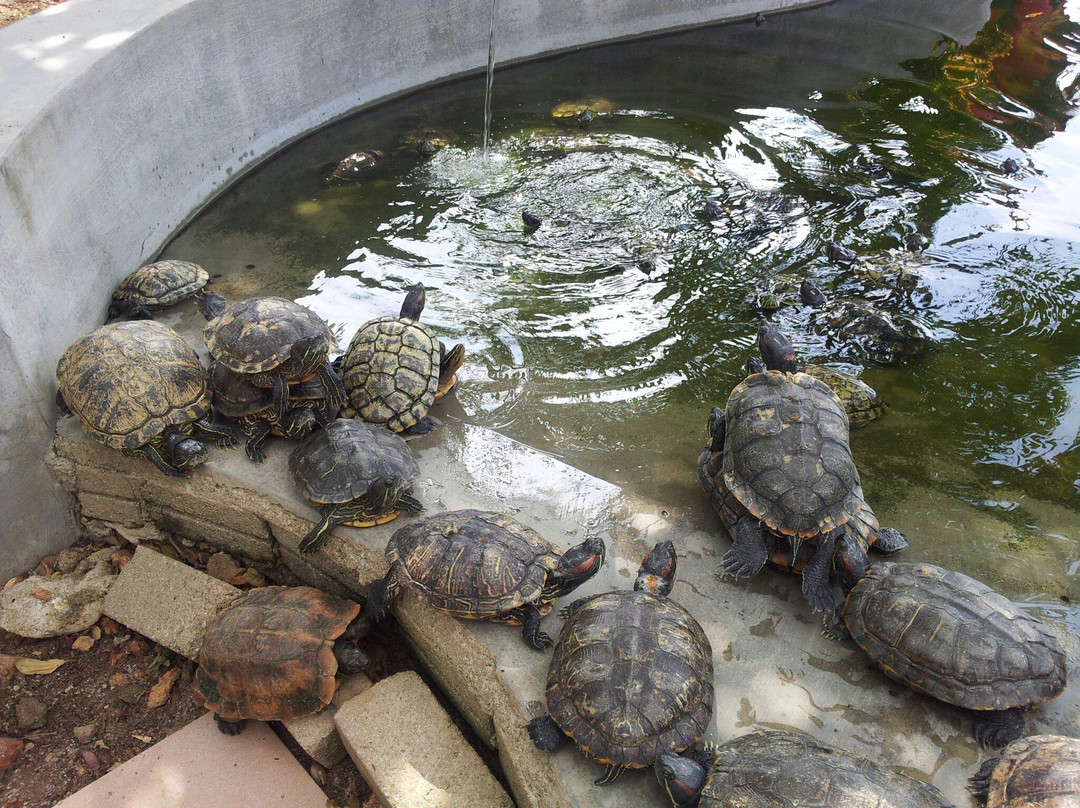 Wan Loong Chinese Temple-波德申必去景点