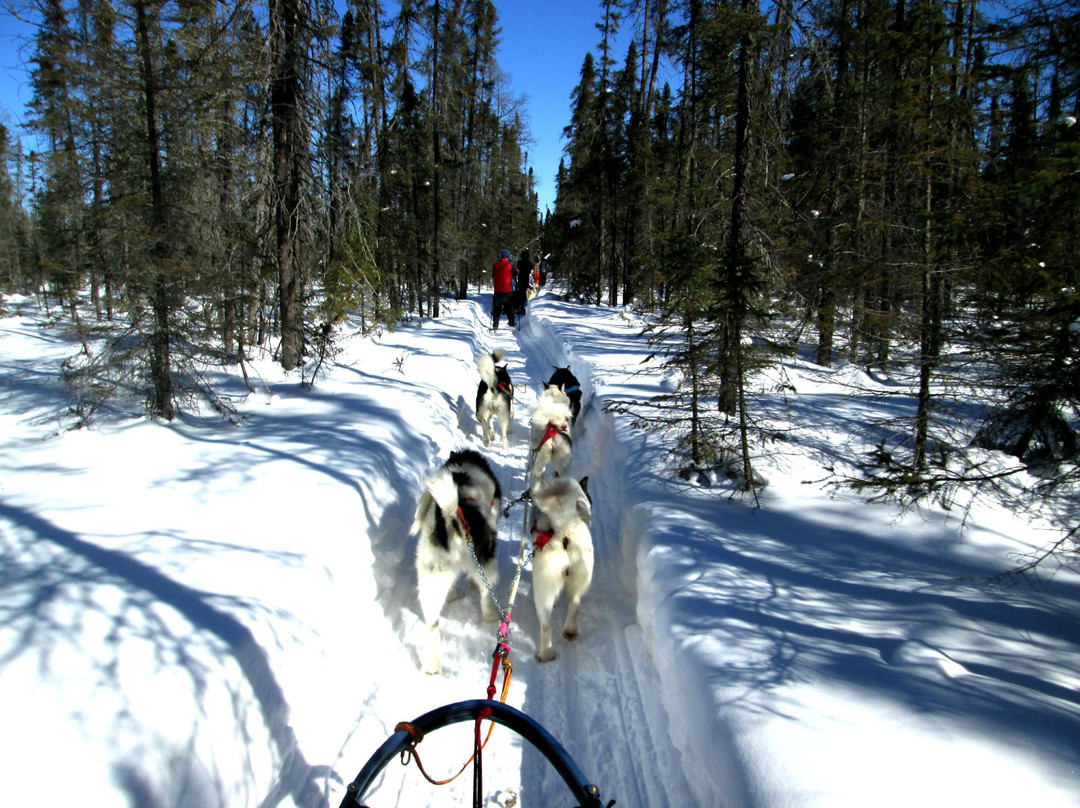 Wintergreen Dogsled Day Trips-伊利必去景点
