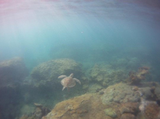 Coco Motion-低地必去景点